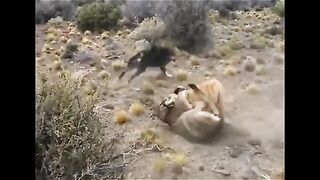 Dogs vs tigers