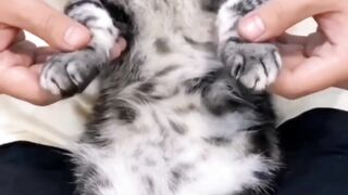 Danceing cat