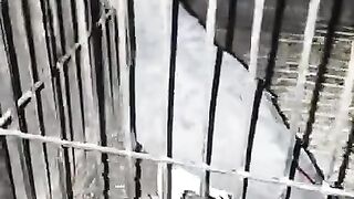 Ring neck grey parrot