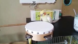 Funny parrot crazy activity