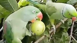 Parrot eating Guava
