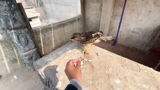 Finally Hmara Fish Fountain Phr Se Bn Raha hai ????