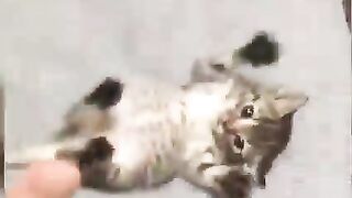 Cute and loving Baby cat video 2023