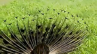 Beautiful Picock in the word 2023