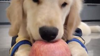 Funny Animals Clip No 10