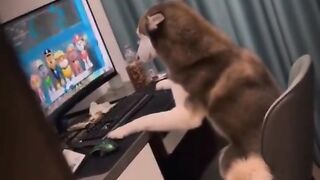 Funny Animal Clips No 11