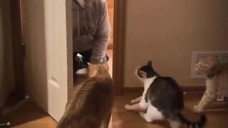 Funny Animal Clips No 12