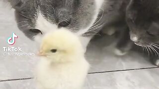 cat video funny