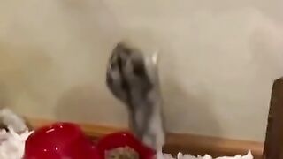 Best Hamster tiktok  compilation