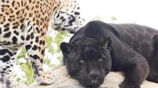 Two Adorable Jaguars .Our Favorite Jaguar Animal |Black Jaguar|Jaguar habitat|Jaguar facts|