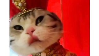 New Funny video latest 2023