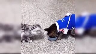 Baby_Cats_-_Cute_and_Funny_Cat_Videos_Compilation_#53_|_Aww_Animals