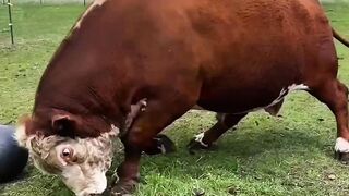 POV Baru keluar kandang