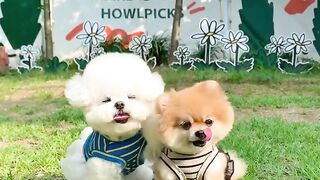 dog cute pet kitten animals funny pets beautiful puppy complicity