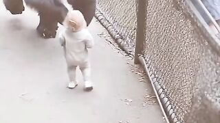 Gorilla Ne bacchi ko Wapas De Diya