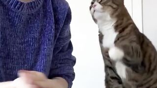 beaglecrew catlover (1)