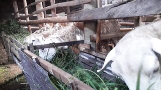 Kambing yang sedang menikmati rumput