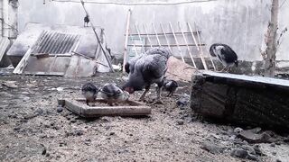 Kebersamaan induk ayam dengan anaknya