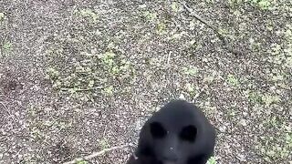 Bear learns a valuable lesson