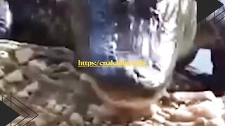 Saat kucing jadi raja hutan, buaya pun kabur ketakutan!