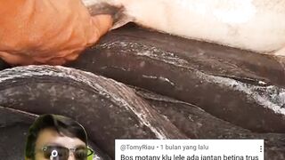 Induk lele seperti ini WAJIB kita buang