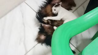 Primeiro amigo