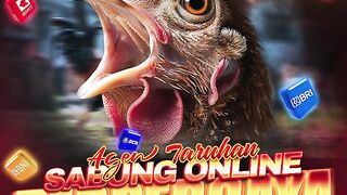 DAFTAR ASIAMPO Agen Taruhan Sabung Ayam Online Terpercaya