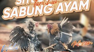 ASIAMPO Situs Resmi Taruhan Sabung Ayam Online Terpercaya