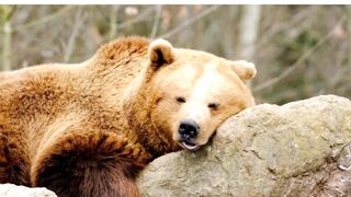 Bear taking Rest