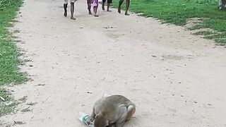 Help nature thirsty monkey