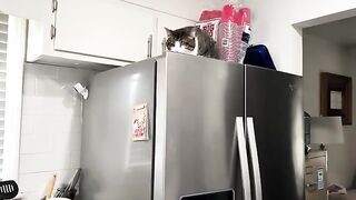 Mi-ke being feisty on the fridge
