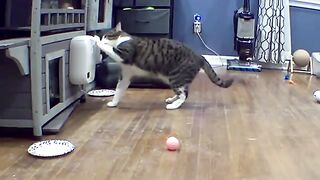 Mi-ke tried breaking into the treat feeder