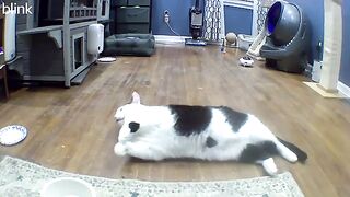 Snoop chonk complains to himself about empty food bowl