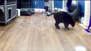 Black cat break dances from catnip