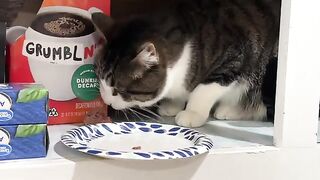 Grumbly cat literally says NOM NOM NOM NOM