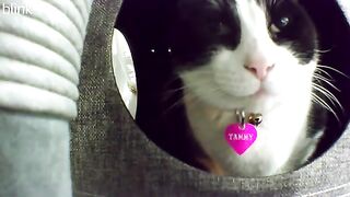 Sleepy smiling Tammy moo cat in the barn