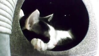Sleepy cow cat in the barn