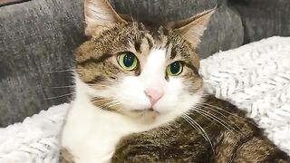 thank you for being cat