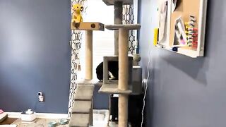 Big Moo Cat Spillin Out the Box