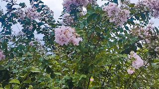 Flowers beautiful