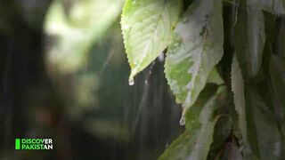 Rain in Punjab