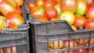 tamatar Sasta Ho Gaya