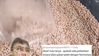 Jangan KELIRUIni perbedaan antara BIBIS pakan dengan FERMENTASI pakan pelet