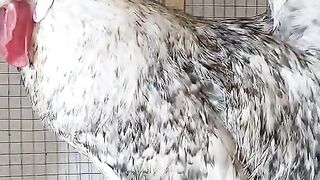 Vbjkkgff