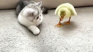 cat kitten pet pets cute animals funny love (6)