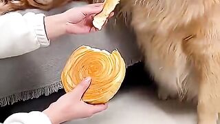 dog  cute pet kitten animals funny pets beautiful puppy complicity (5)