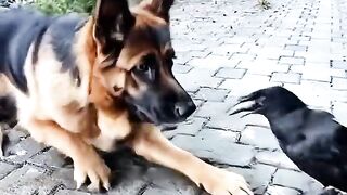 bird dog cute pet animal funny pets beautiful animals