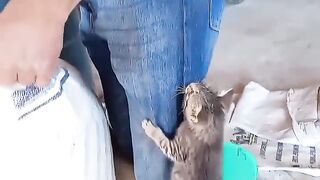 cat cute fishpetfun pet kitten animals funny pets (1)