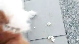 Rex. pets puppy fishpetfun pet funny anmals