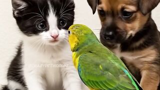 cat kitten pet pets cute animals funny love (7)